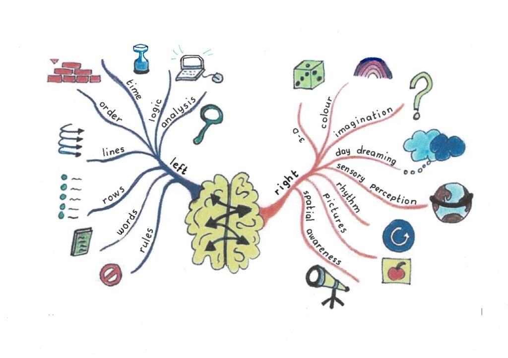 Brain halfs left and right